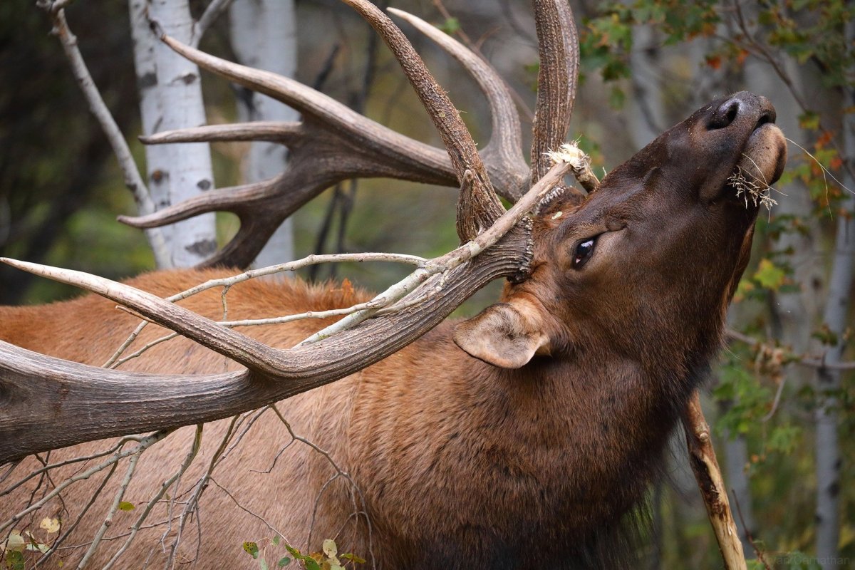Лось сбрасывает рога