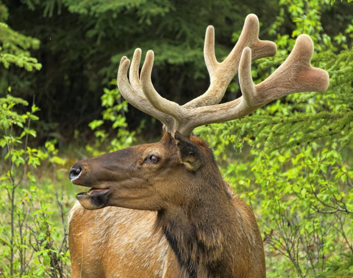 Северный олень Марал