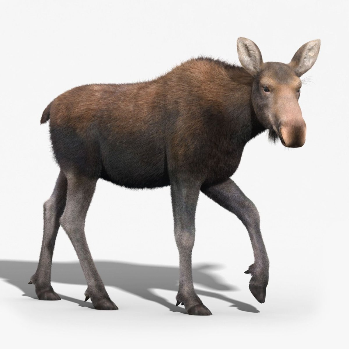 Черный Лось