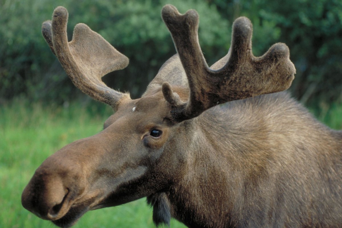 Безрогий Лось
