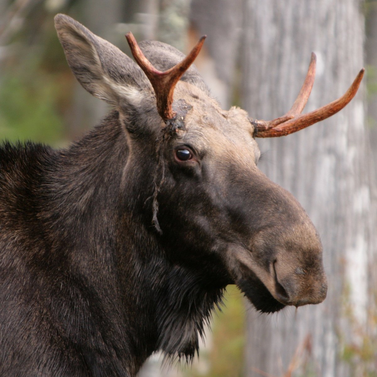 Аляскинский Лось