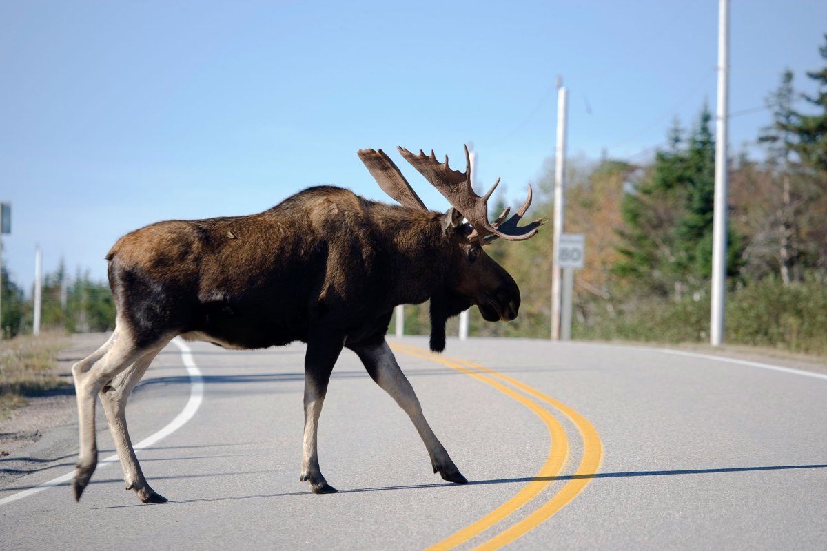 Благородный олень Воппи