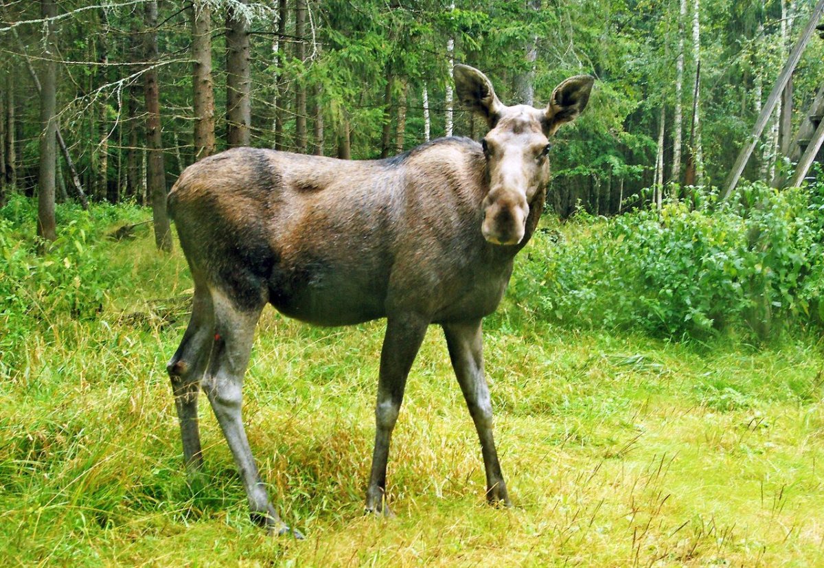 Лось без Рогов