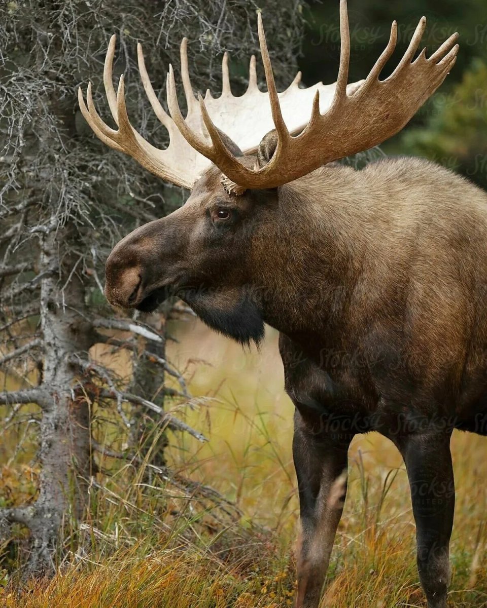 Уссурийский Лось