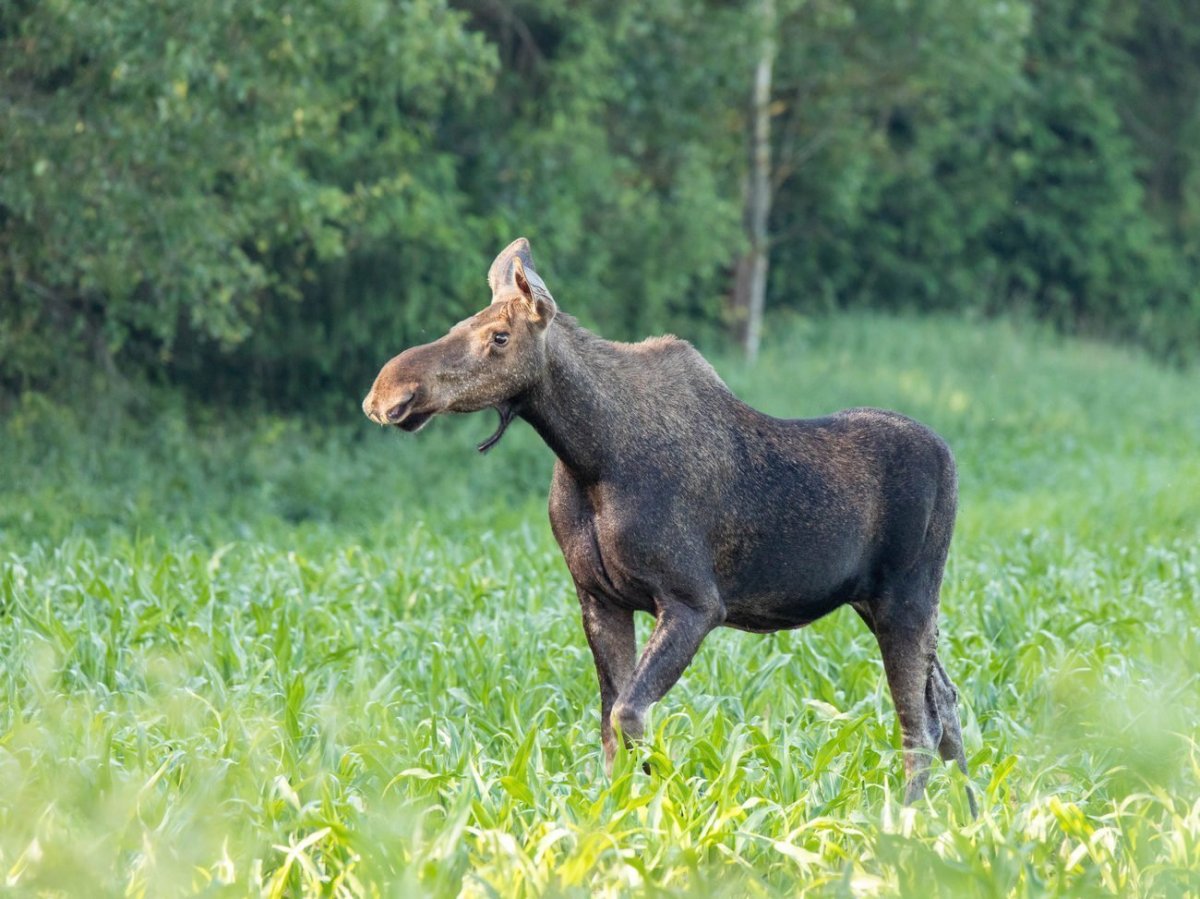 Большие рога лося