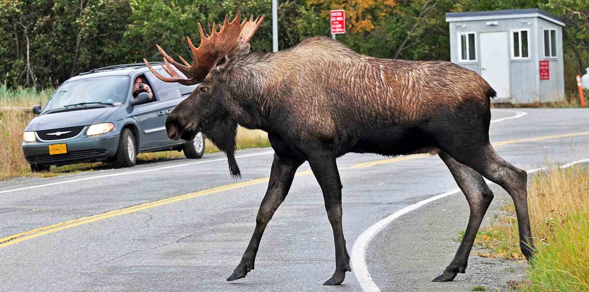 Лоси дерутся