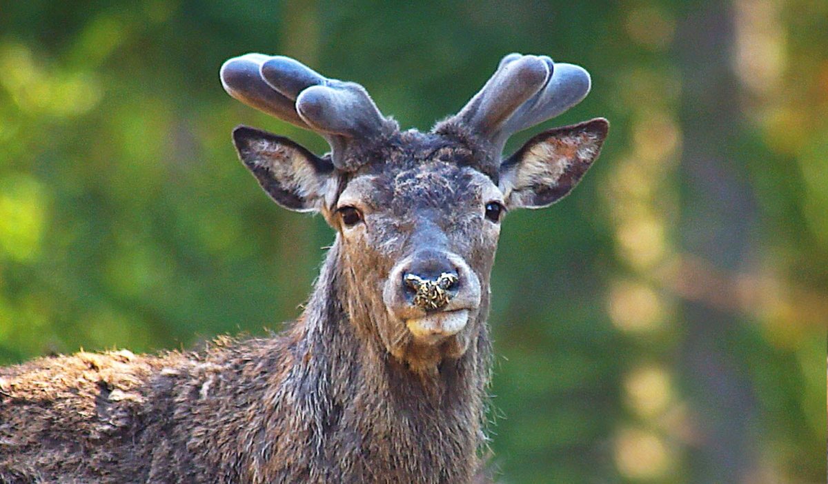 Лось с огромными рогами