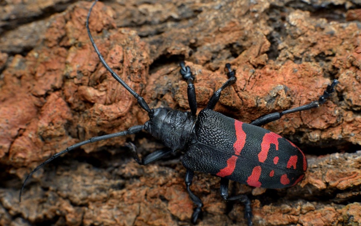 Жук усач дровосек полосатый