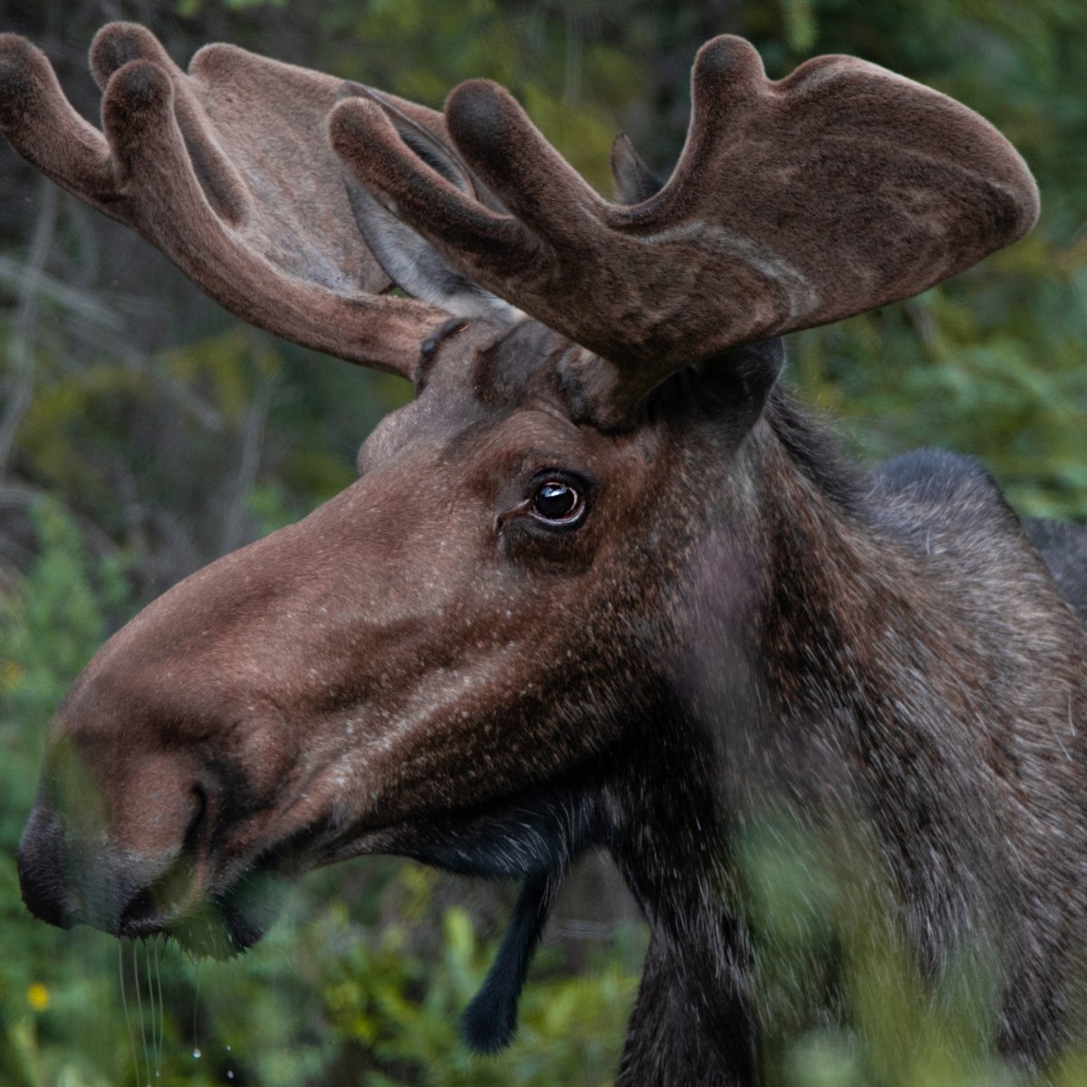 Хэглэн Лось