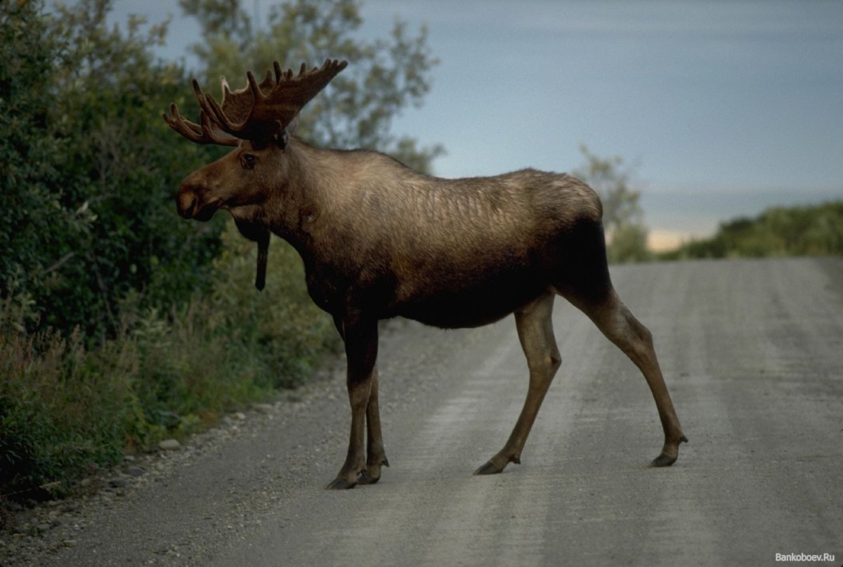 Лось и лосиха