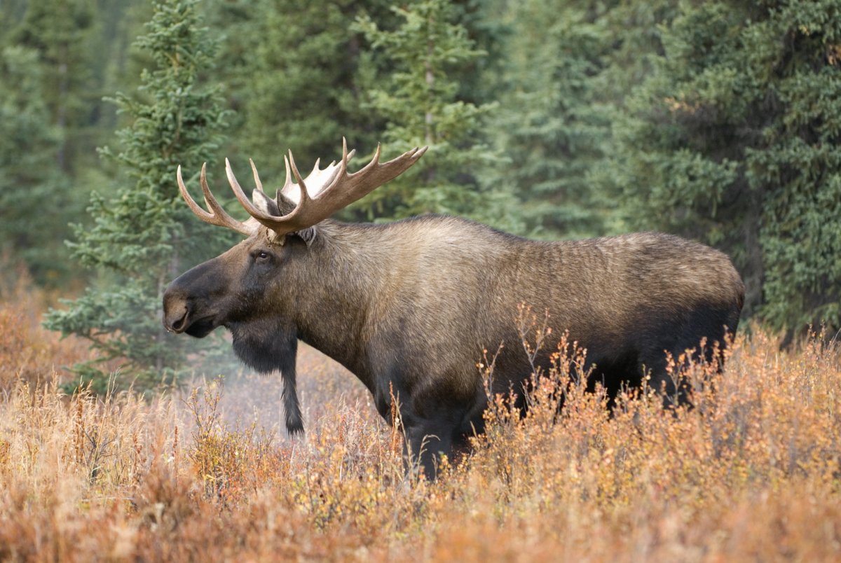 Канадский Лось