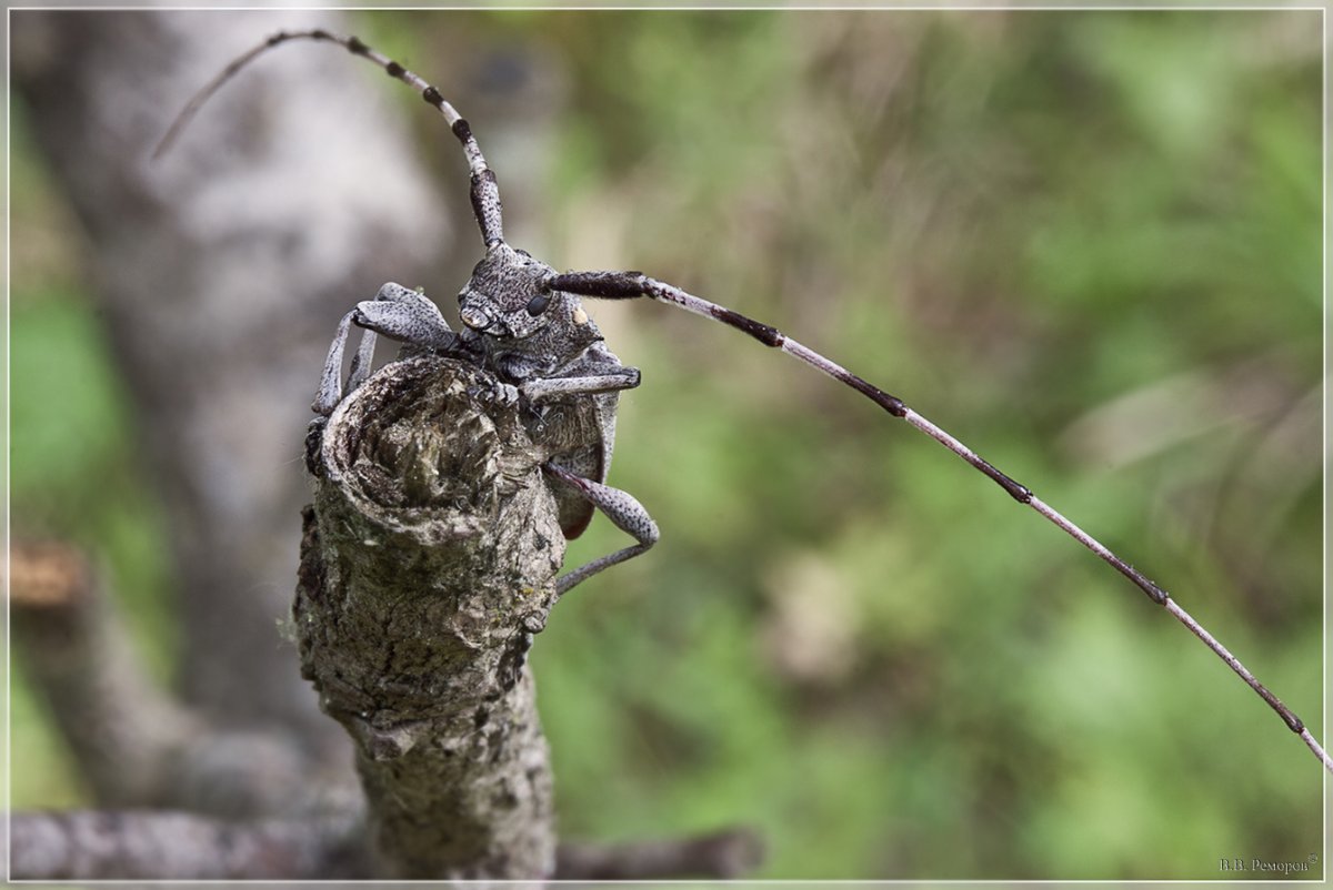 Жук усач Acanthocinus aedilis