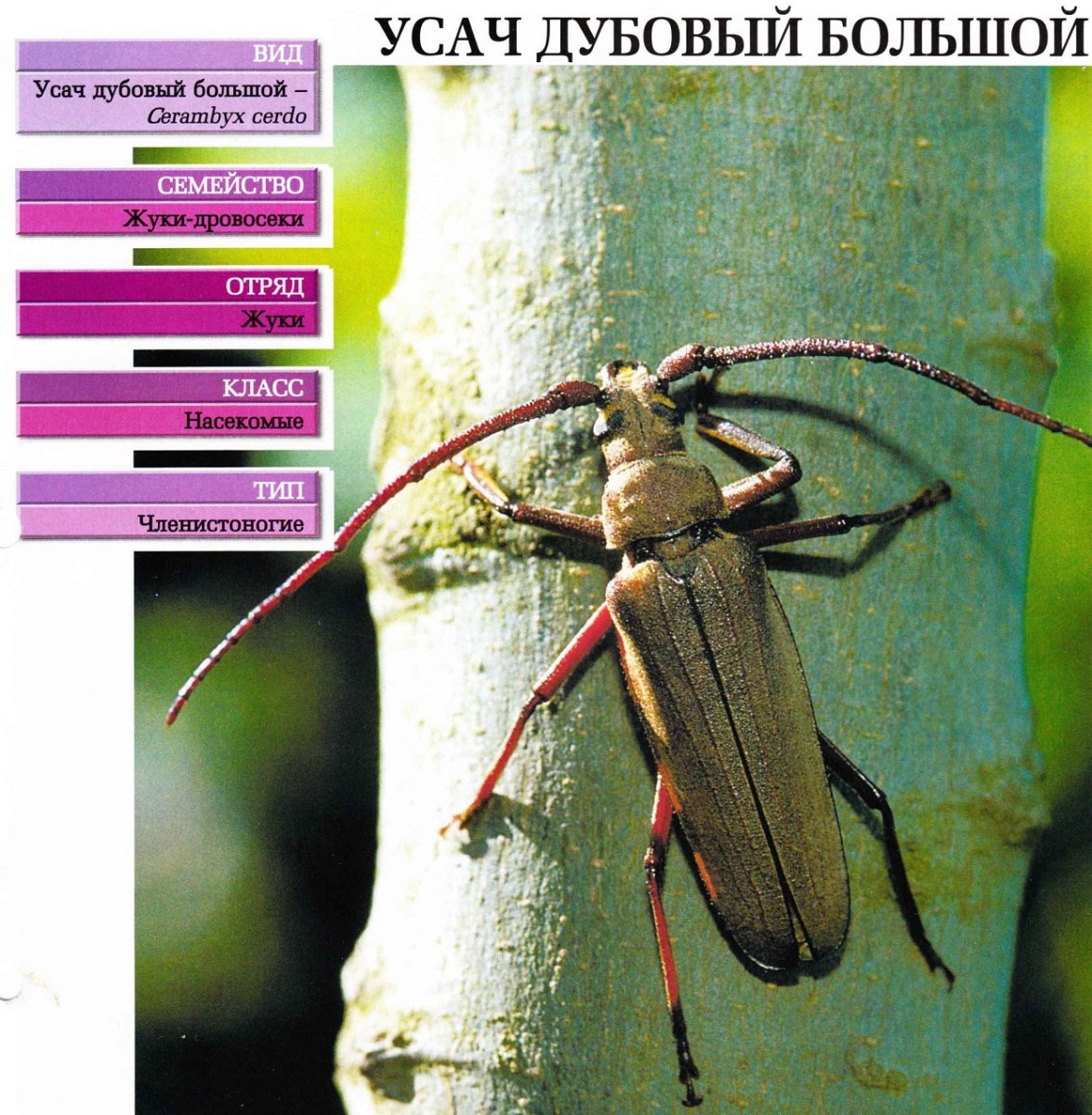 Дубовый усач детритофаг