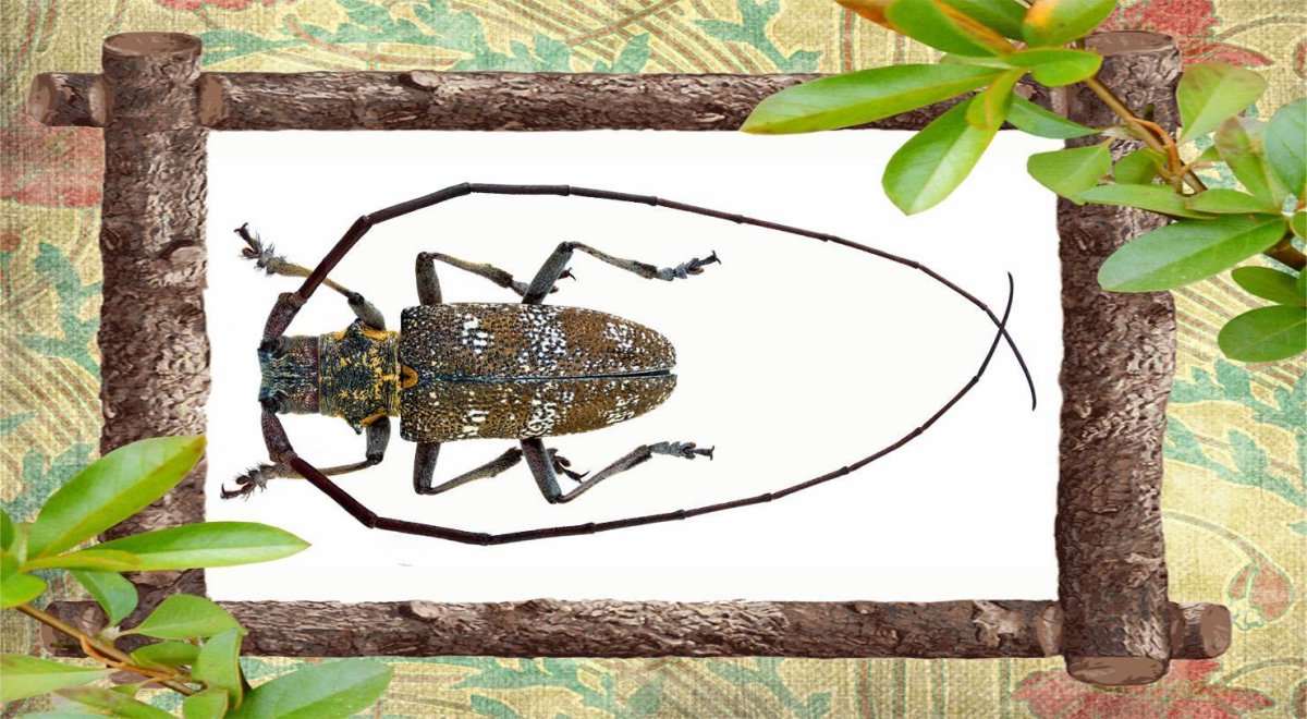 Жук усач дровосек в доме