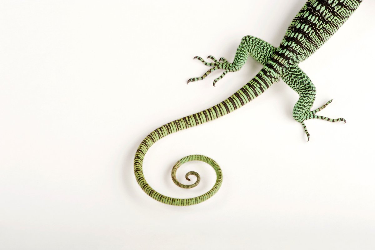 Хвост ящера