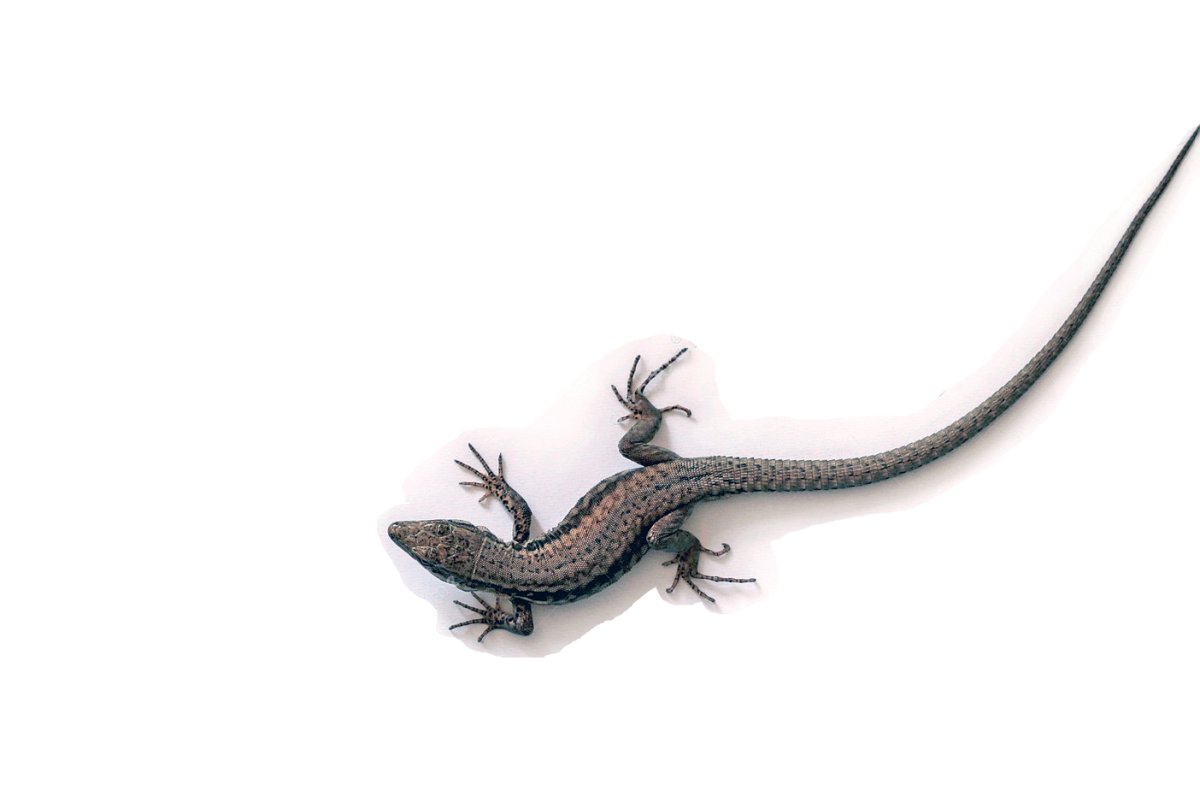 Ящерка вид сверху