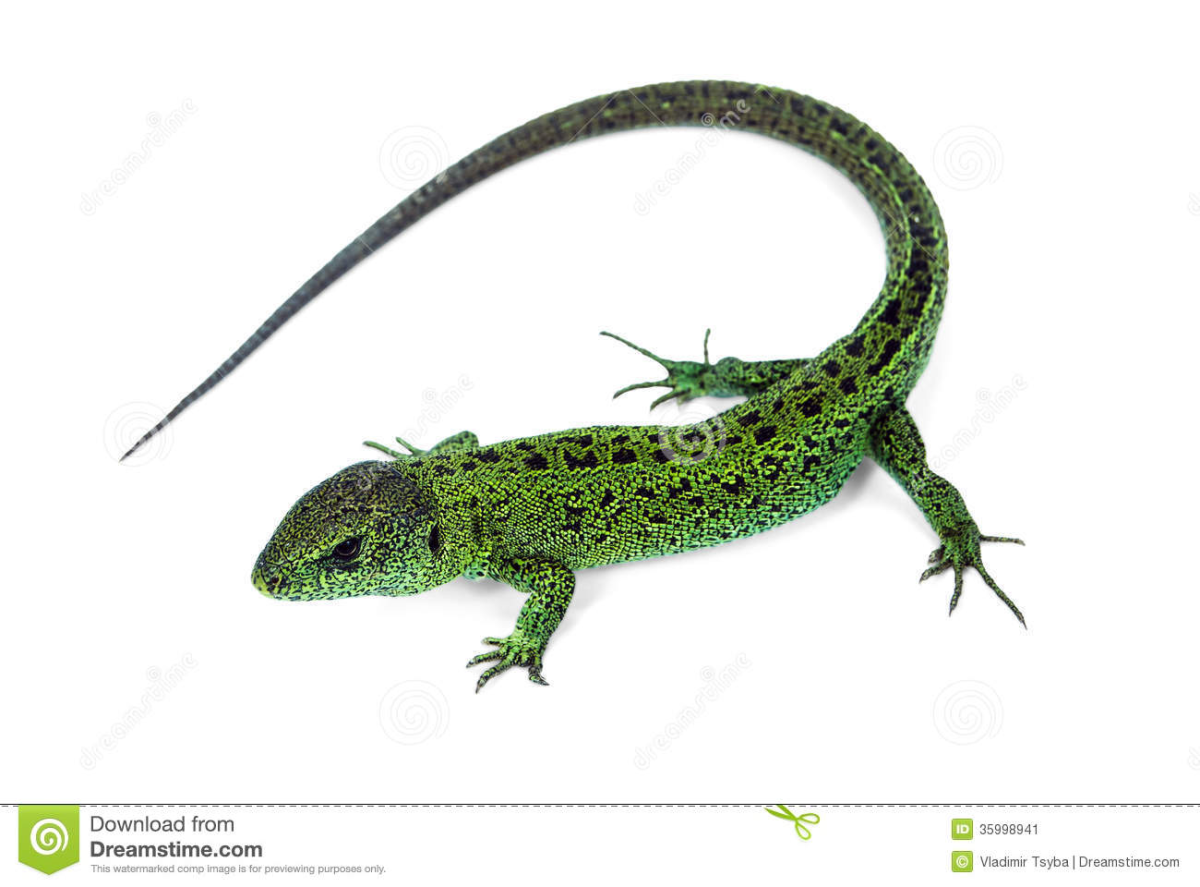 Ящерица на белом фоне для детей