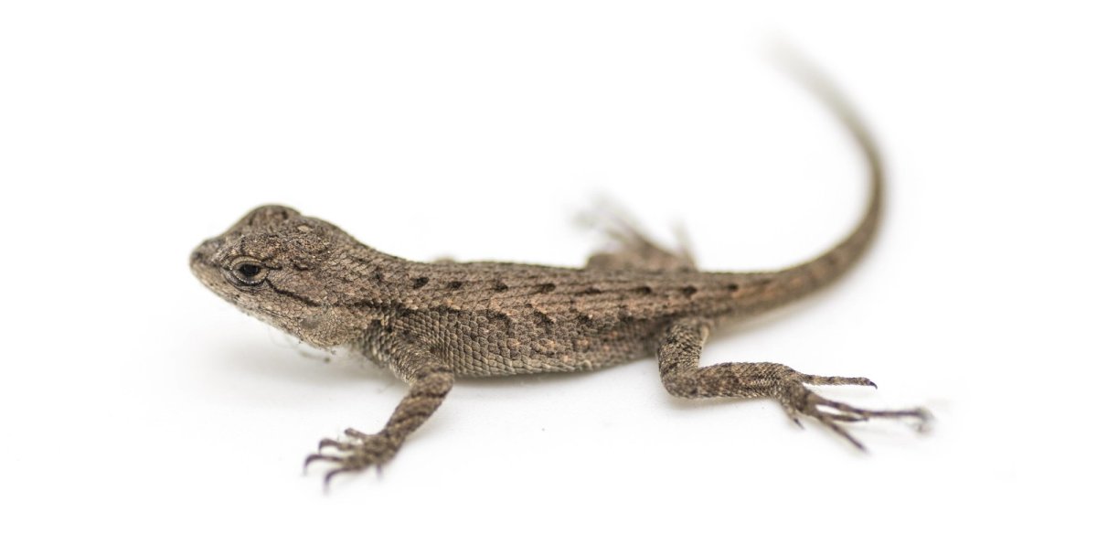 Прыткая ящерица