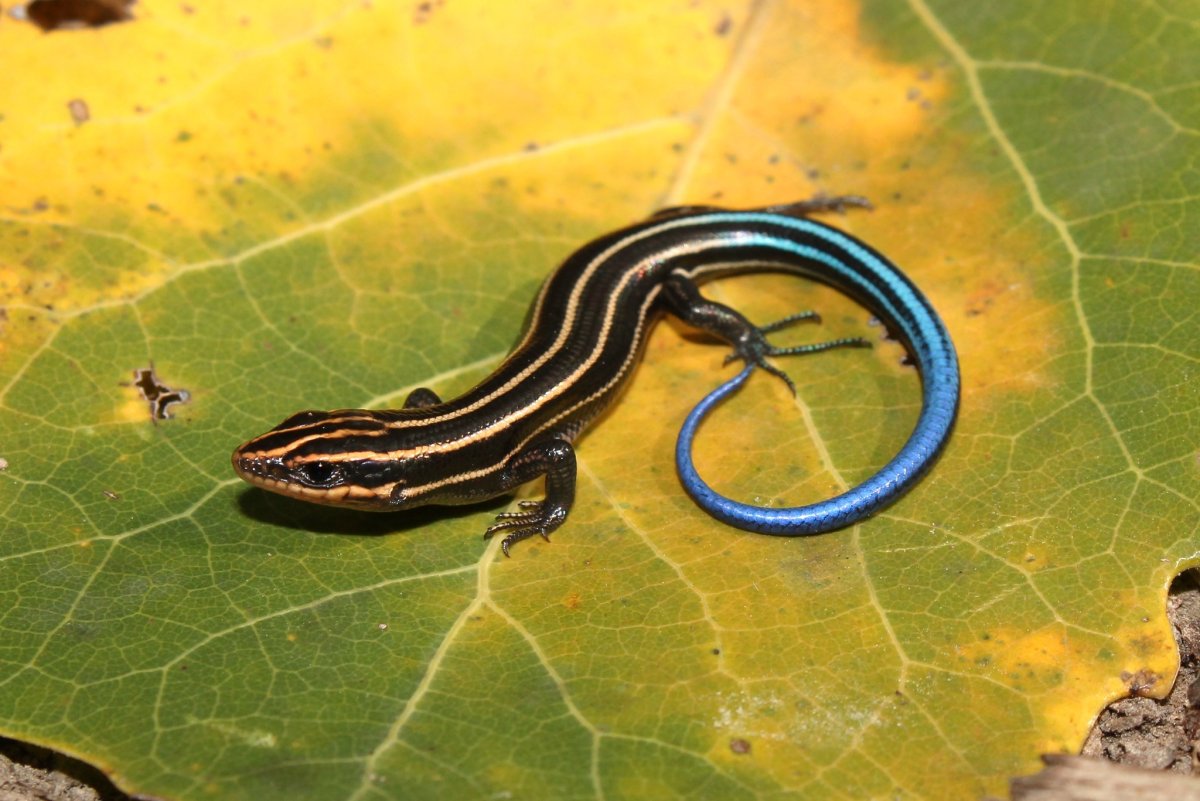 Дальневосточный сцинк