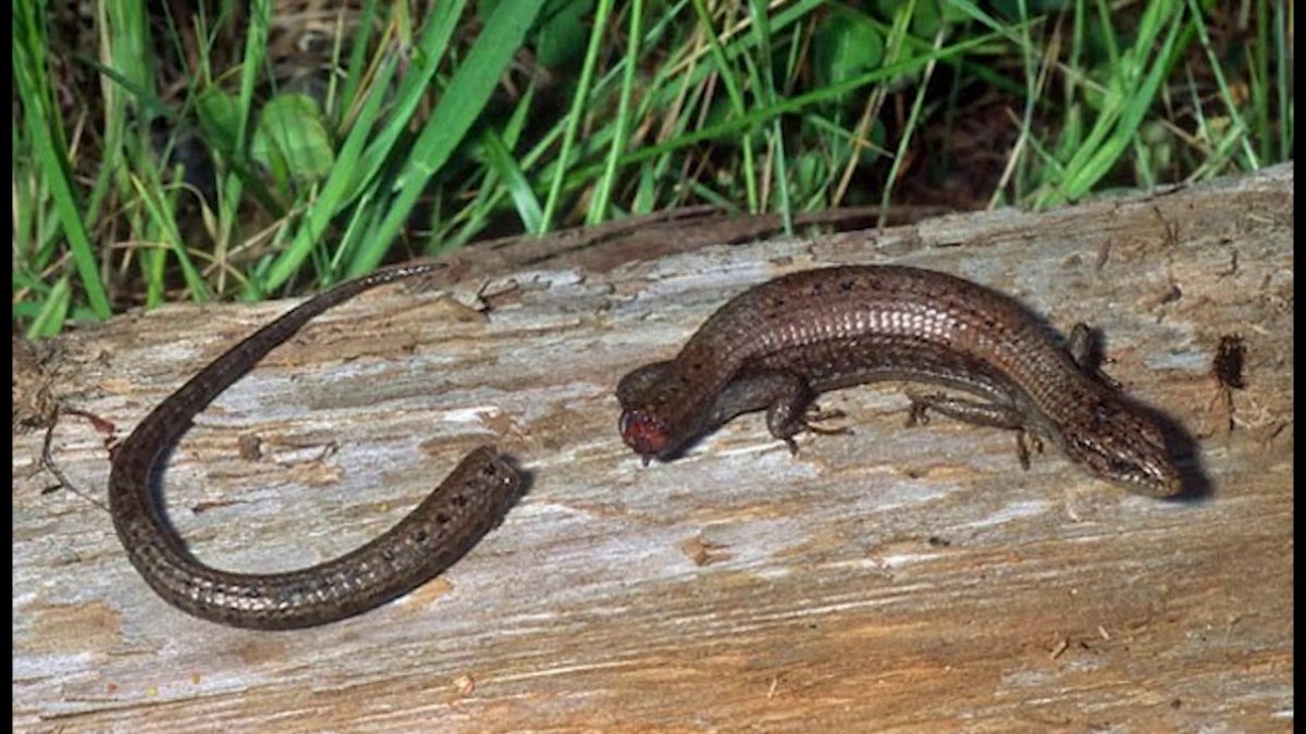 Прыткая ящерица отбрасывает хвост