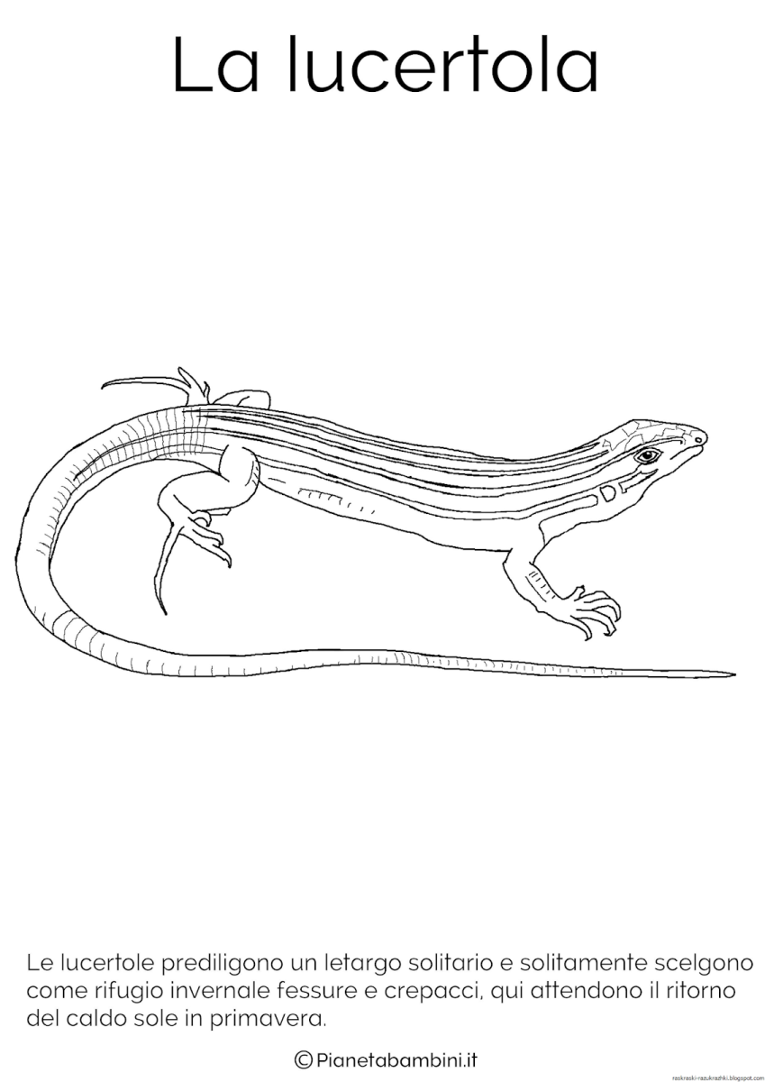 Прыткая ящерица раскраска