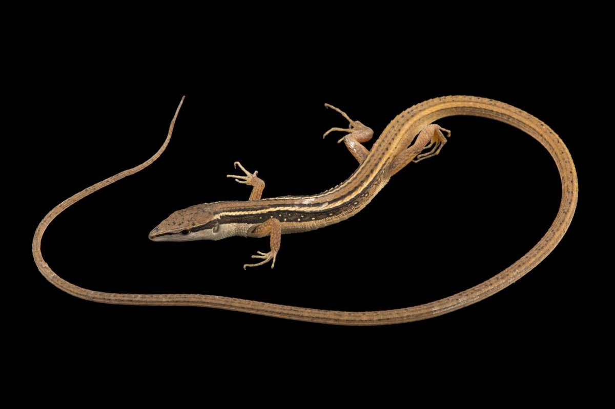 Takydromus sexlineatus