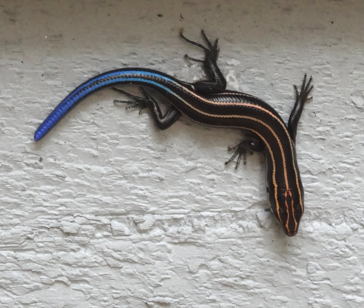 Ящерицын хвост