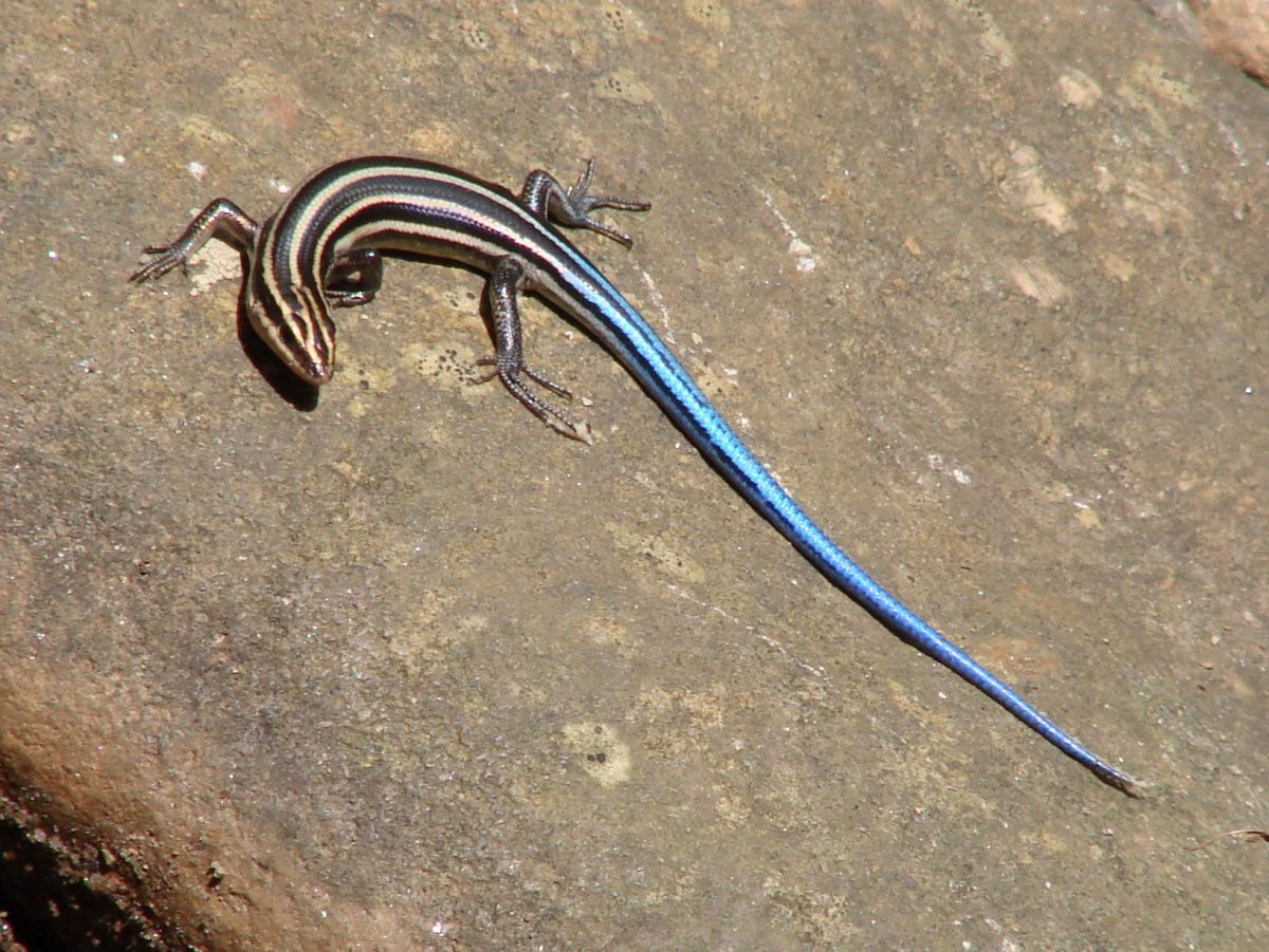 Ящерица с синим хвостом