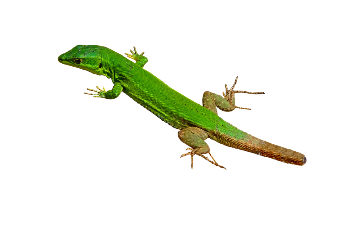 Ящерка для детей