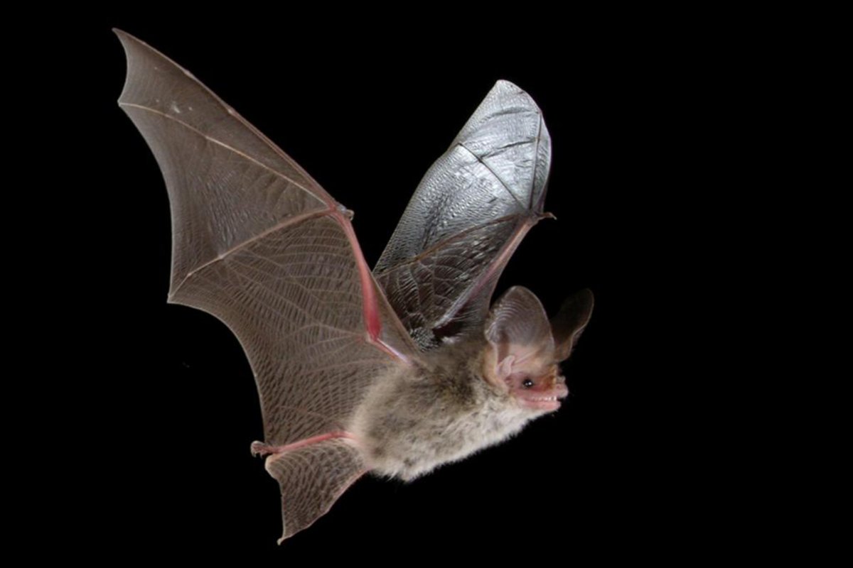 Гладконос Жоффруа