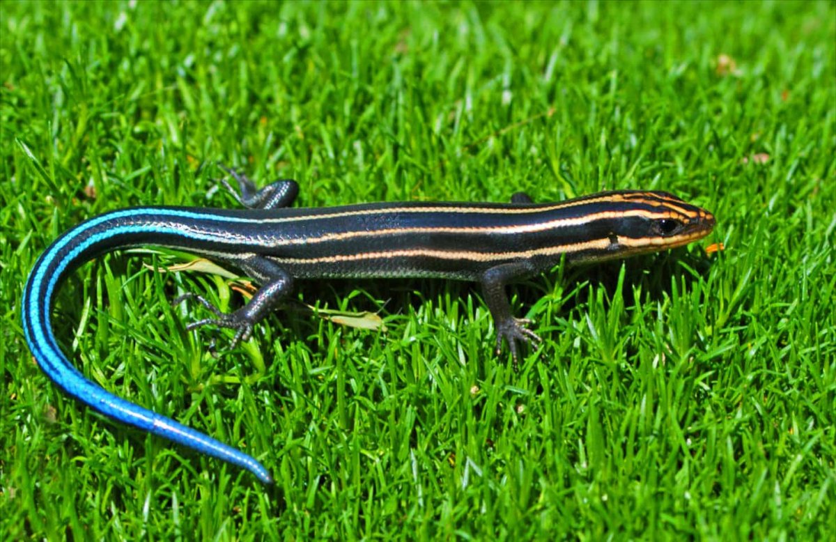 Сцинк ящерица Дальневосточный Дальневосточный