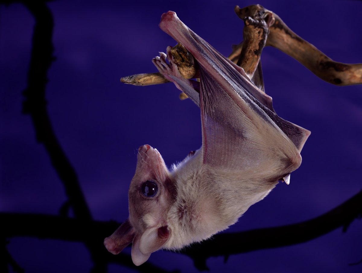 Трубконосый крылан