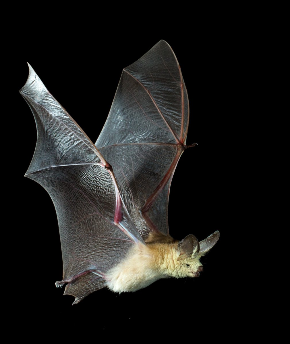 Листонос Ридлея