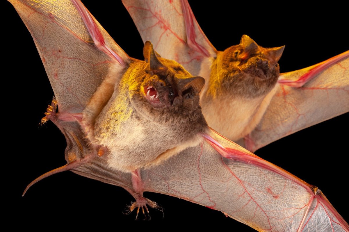 Обыкновенная ночница