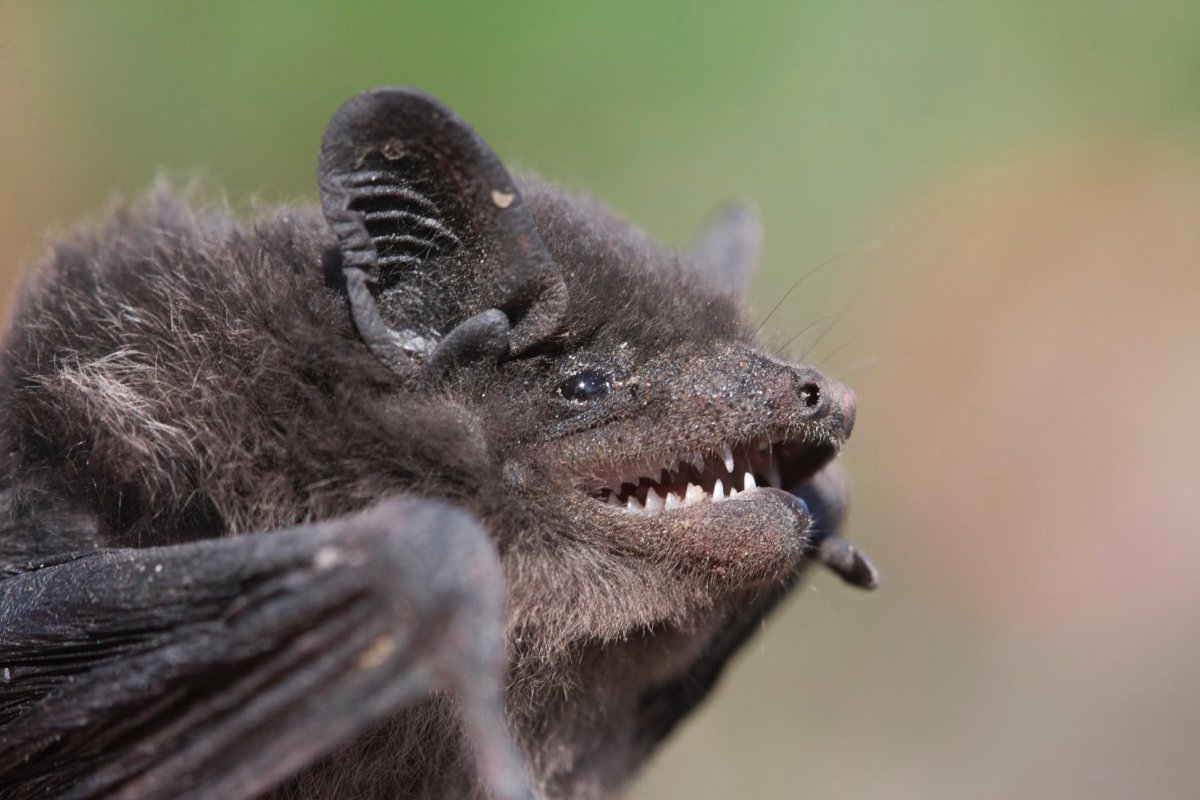 Летучая мышь нетопырь