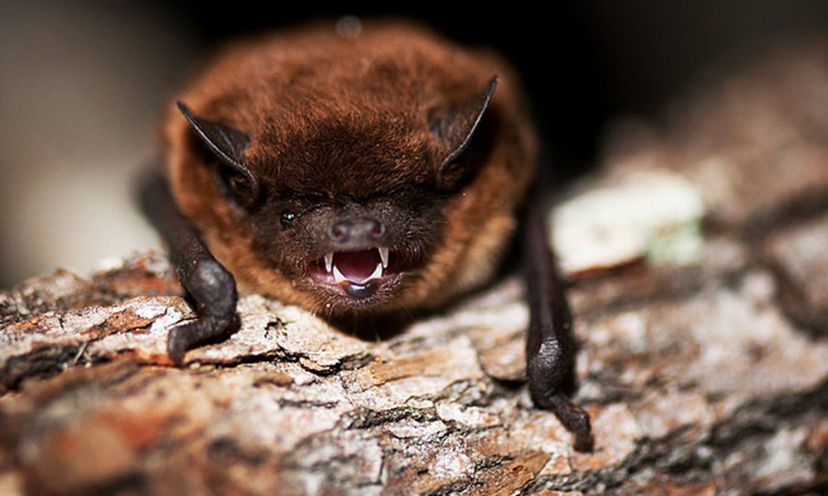 Кожановидный нетопырь