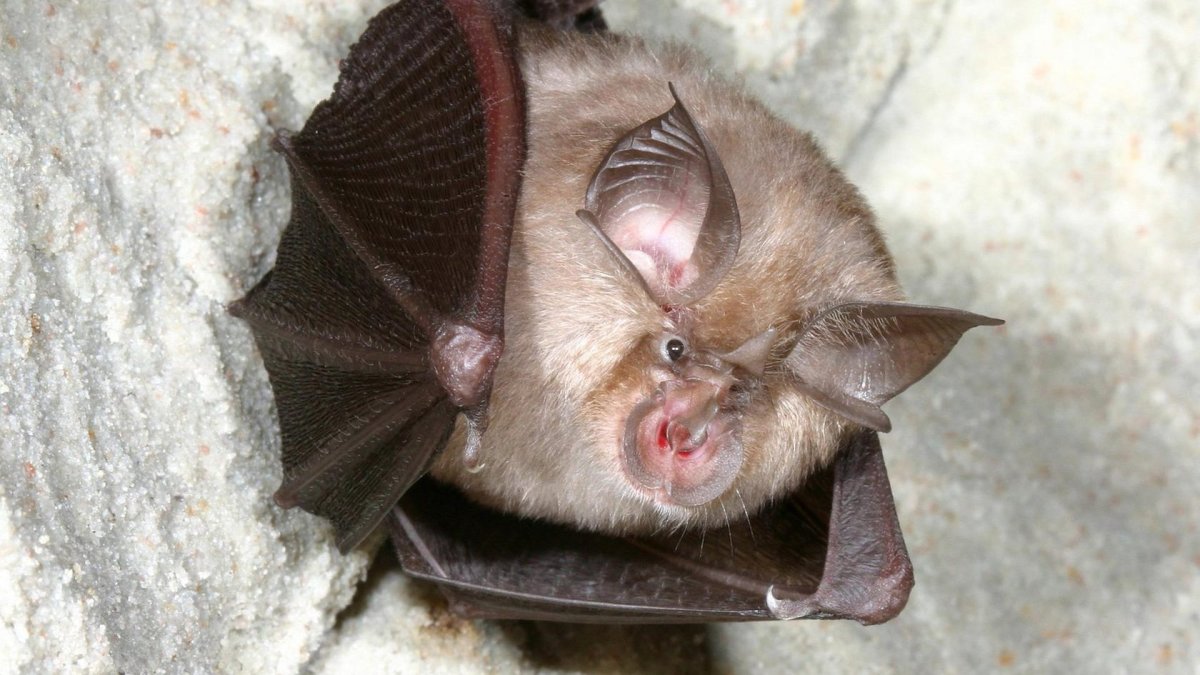 Летучая мышь средней полосы