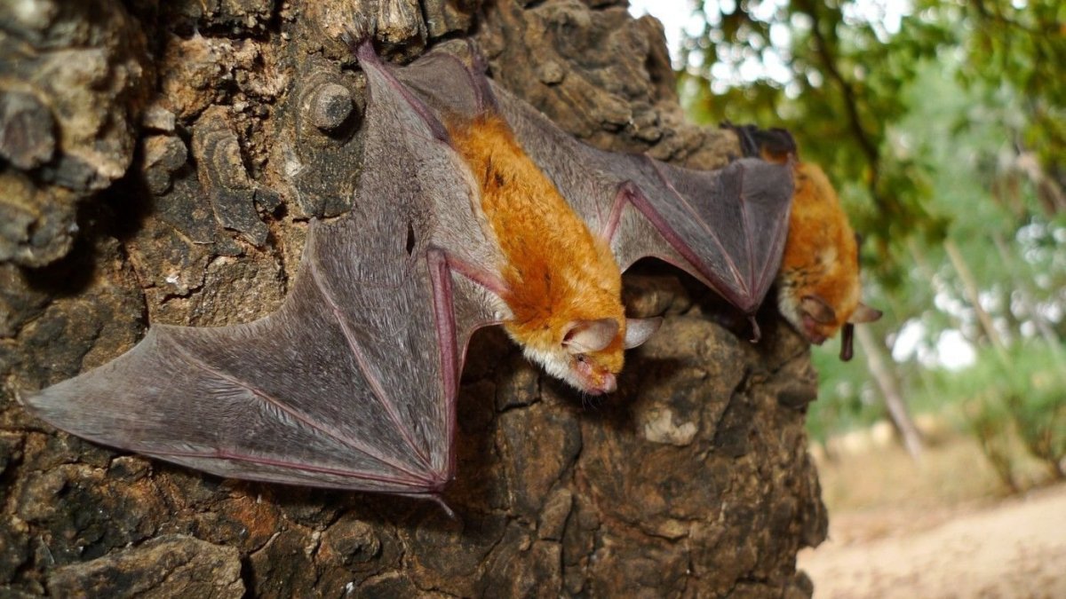 Отряд рукокрылые вампиры