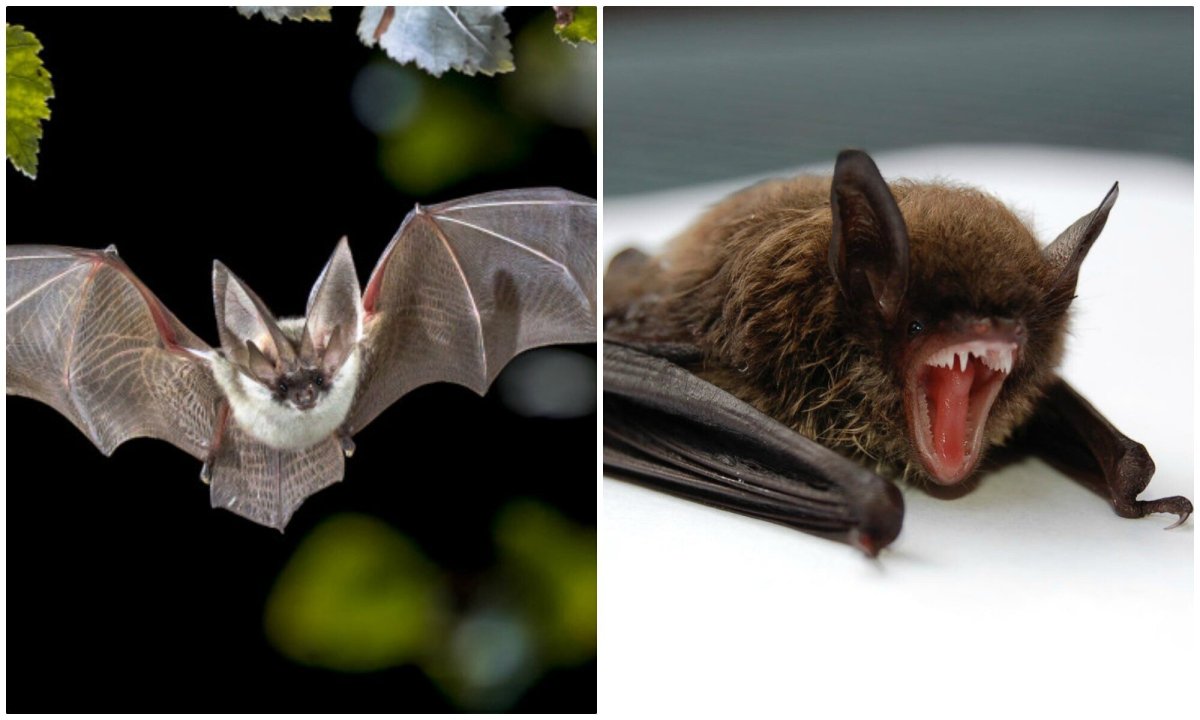 Дракула летучая мышь