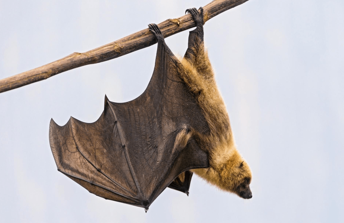 Нетопырь-карлик pipistrellus pipistrellus