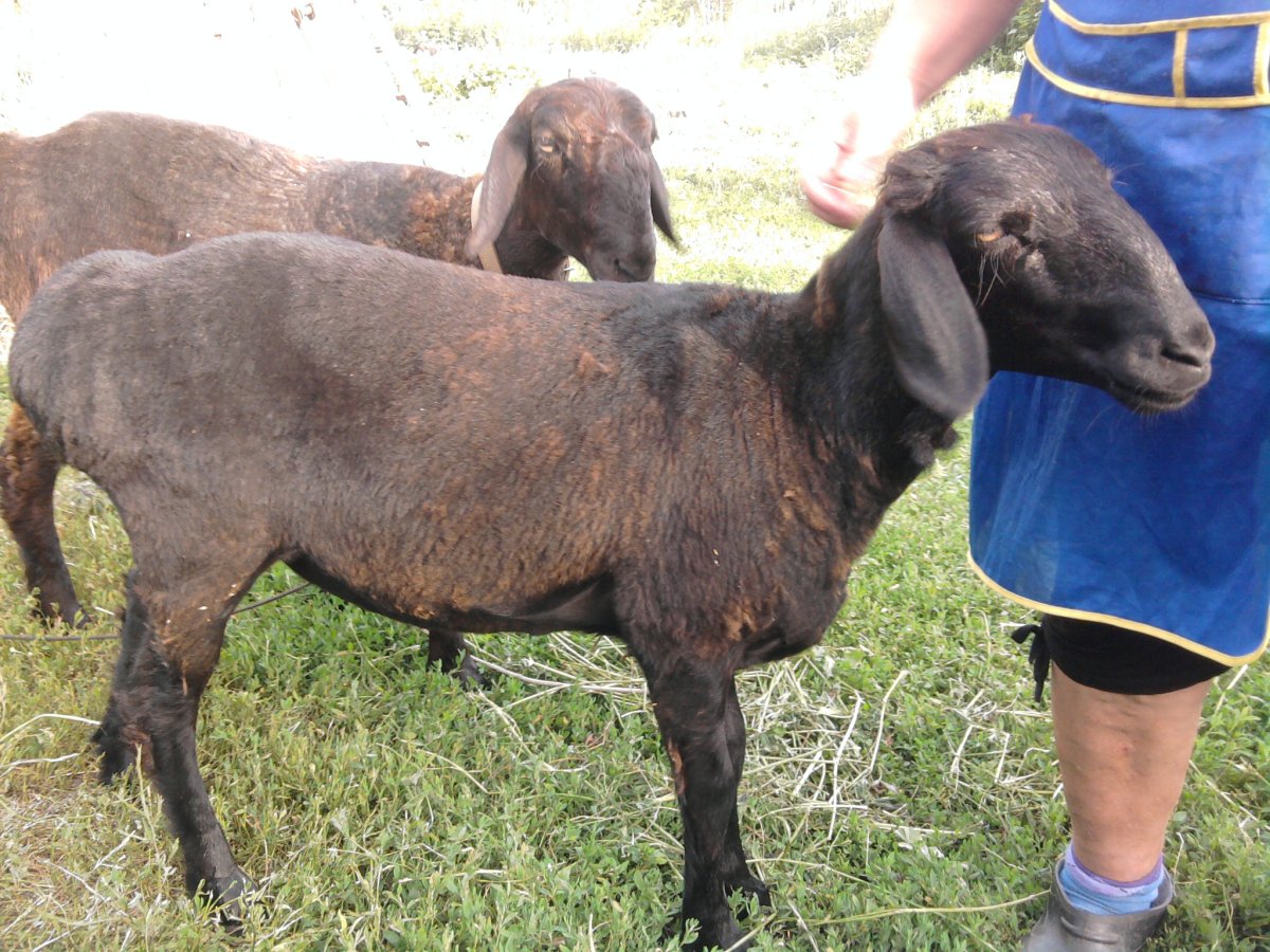 Порода Баранов Эдельбай