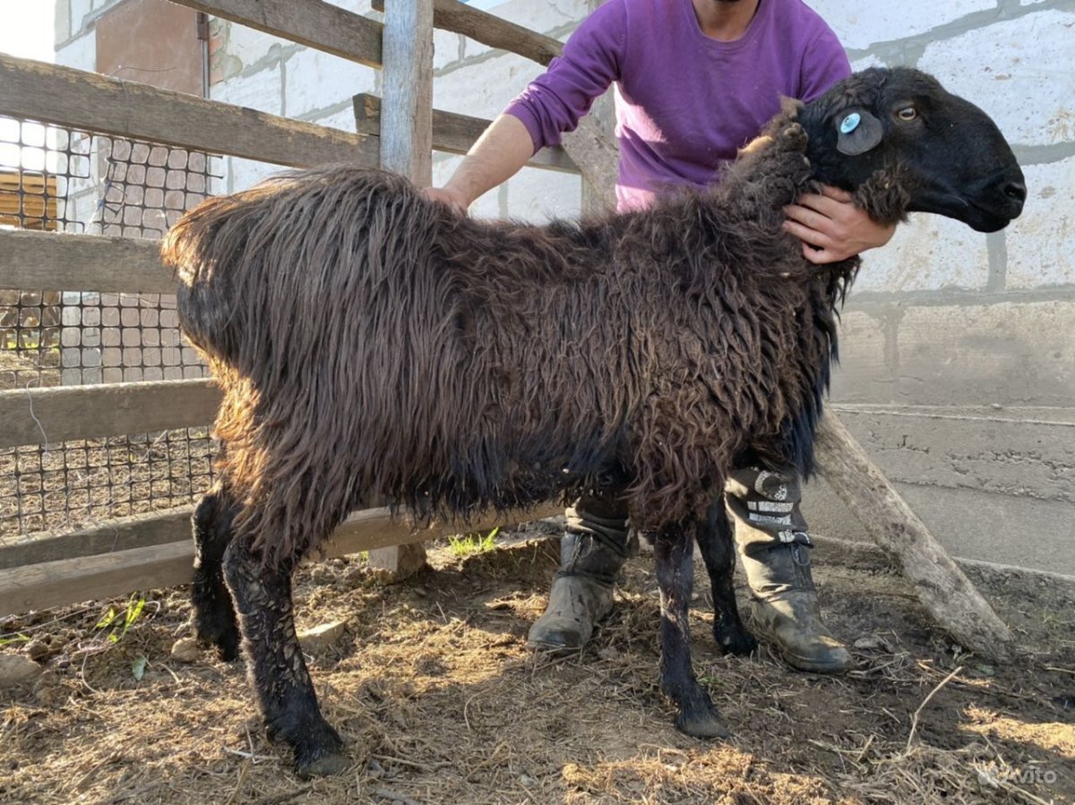 Овцы курдючные эдильбаевские