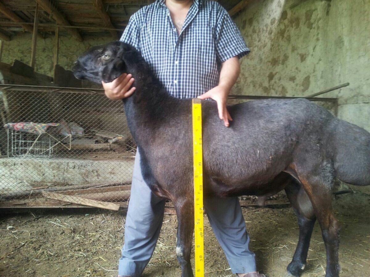 Баран гиссарской породы