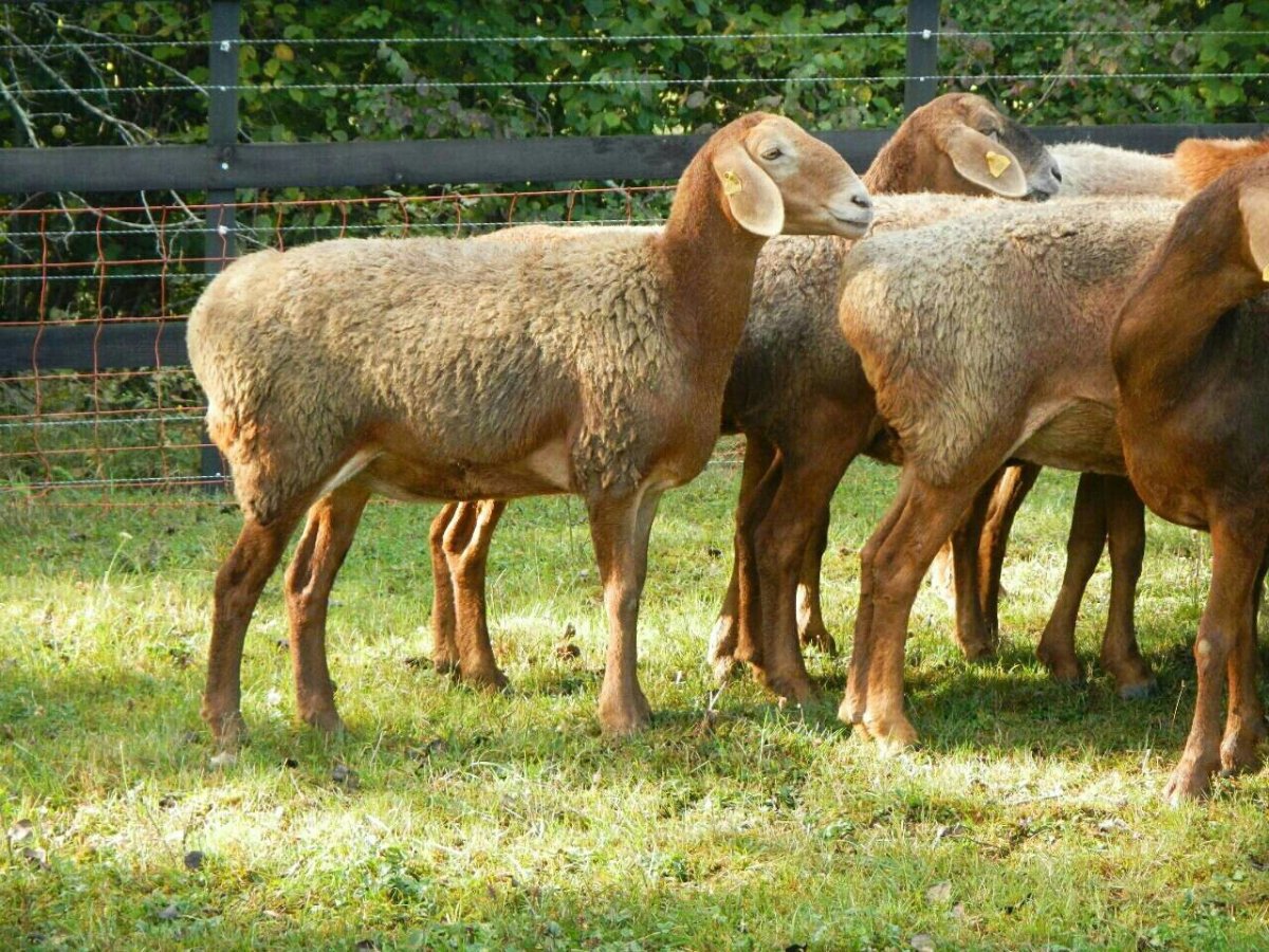 Самый большой Гиссарский баран