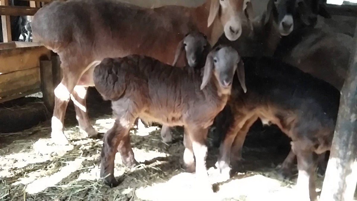 Овцы курдючные эдильбаевские