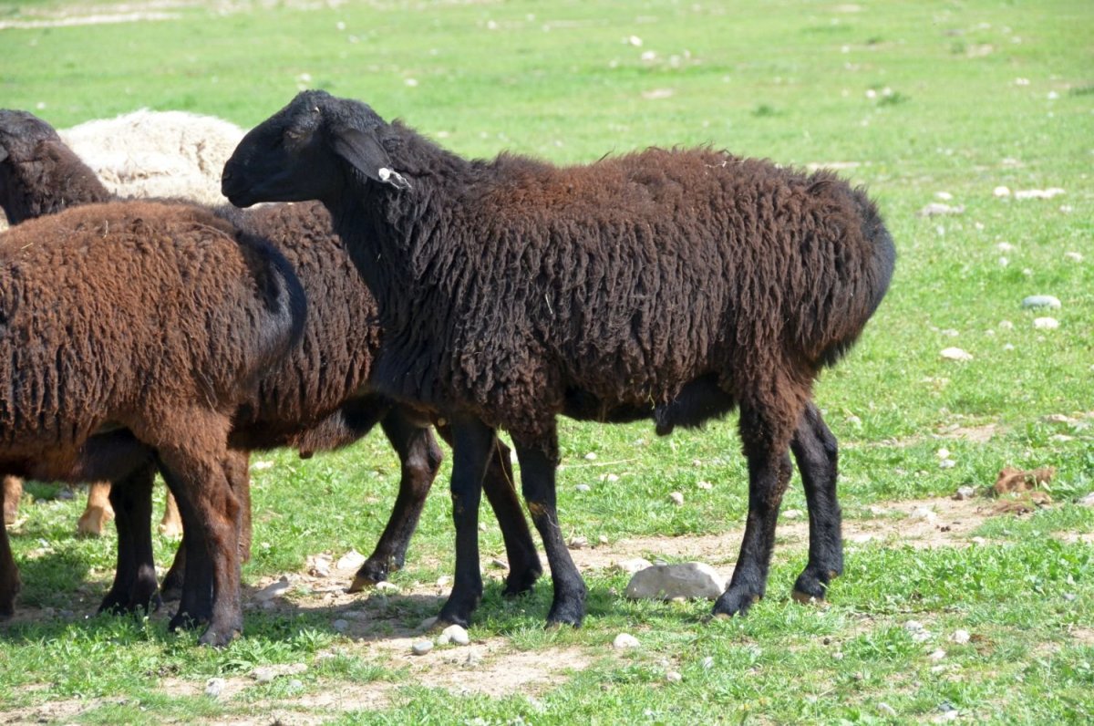 Гиссарская порода Баранов
