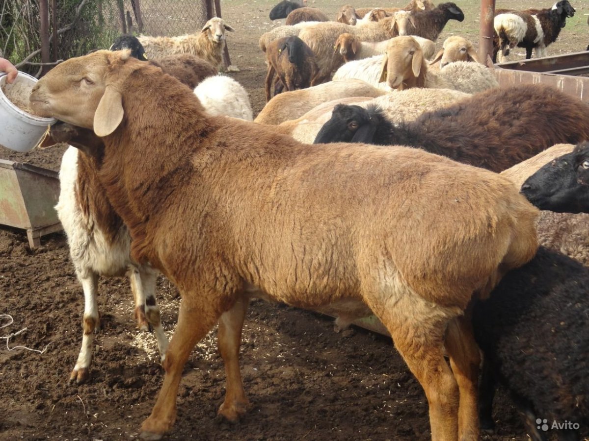 Гиссары порода овец