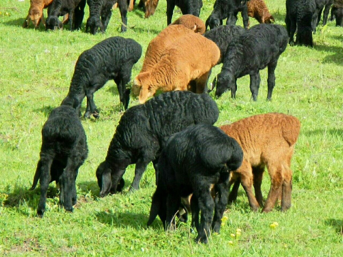 Гиссарская порода Баранов