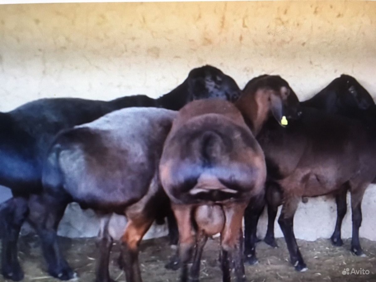 Гиссарская порода овец