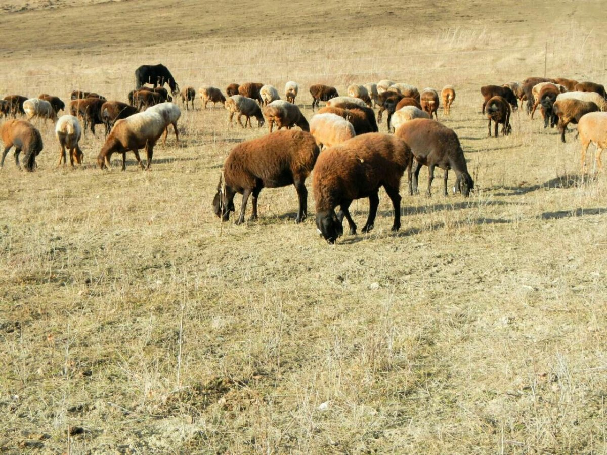 Сараджинская порода овец